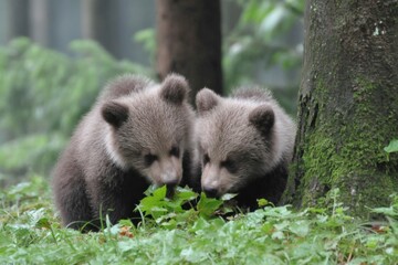 Obraz premium Two Adorable Baby Brown Bears Explo Forest Floor Together Near Tree Trunk in Natural Wilderness Environment Du Daylight