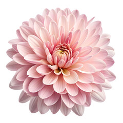 Fototapeta premium Pink dahlia flower isolated on white, a beautiful summer bloom showcasing nature's vibrant beauty