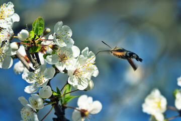 hummingbird hawkmoth (Macroglossum stellatarum). Nectar-collecting insect on a branch of a...