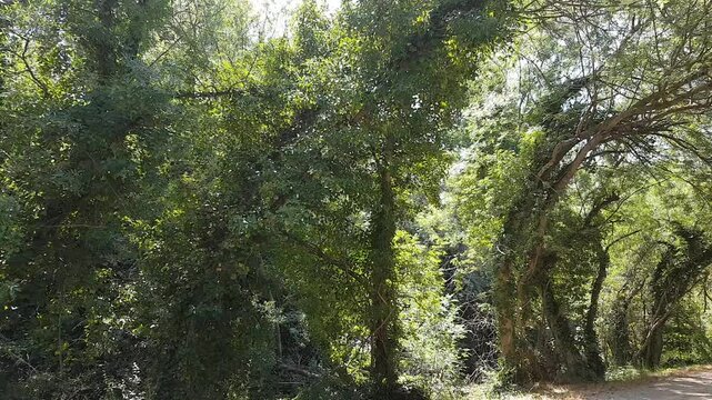 Chant des Cigales