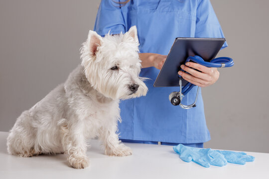 Veterinarian Consulting with Dog Using Tablet in Clinic, Modern Pet Health Care and Treatment Concept