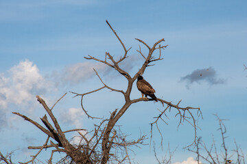 Tawny Eagle in Botswana - Aquila Rapax