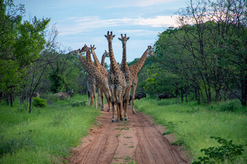 Giraffes on the Road in Botswana