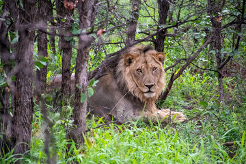 African Lion's Relaxation - Panthera Leo