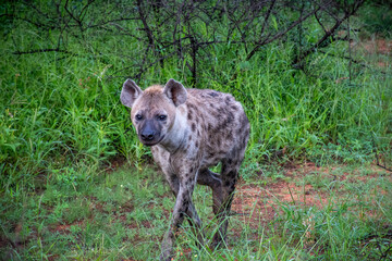 Spotted Hyena on the prowl in Botwsana - Corcuta Corcuta