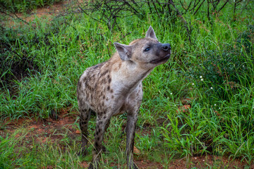 Spotted Hyena on the prowl in Botwsana - Corcuta Corcuta