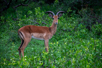 Impala's Gaze - Aepyceros Melampus
