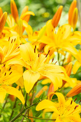 Obraz premium Bright yellow lily flower blooming in vibrant garden, showing beautiful petals and stamens.