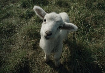 Adorable young white baby goat standing on green grassy field under sunlight du daytime in a rural farm setting