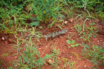 Flap-Necked Chameleon on the move - Chamaeleo dilepis