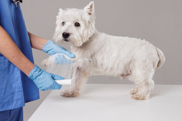 Veterinarian Bandaging Dog Paw during Treatment in Clinic, Pet Health and Injury Recovery Concept