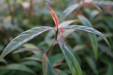 Close up of green and red leaves on a garden plant in summer
