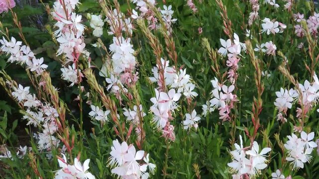 ガウラ　ハクチョウソウ（白蝶草）