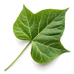 Fototapeta premium Sweet Potato Leaves Fresh Green Foliage Isolated White Background
