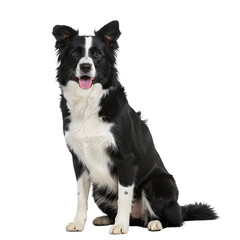 Fototapeta premium Elegant Border Collie Portrait A Study in Canine Grace and Charm, showcasing its loyal, intelligent and energetic nature and its distinctive black and white coat pattern.