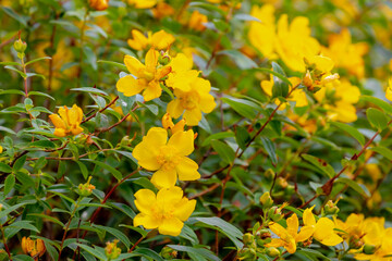 Selective focus of yellow flowers in the garden, Hypericum patulum known as Goldencup St. John's...