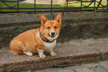 Corgi dog waiting for owner near fence