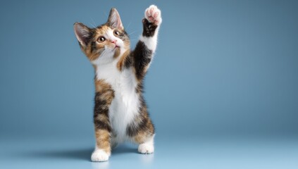 Playful Calico Kitten Raising Paw Standing Against a Solid Blue Background with Bright Lighting and Cute Facial Expression