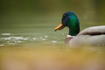 portrait of a male mallard