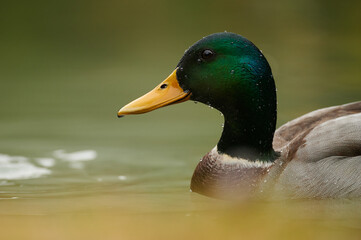 portrait of a male mallard