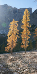 two backlit larches in a mountainvalley