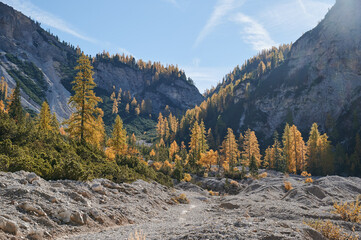 larches on the scree in the mountains