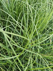 green grass background