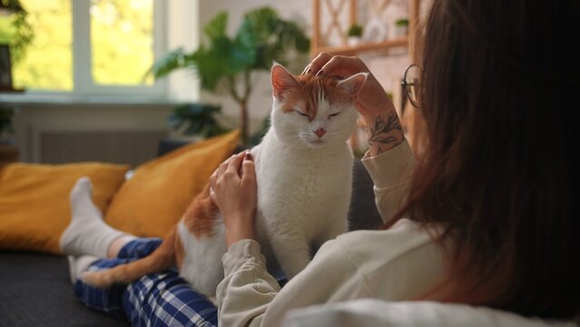 Woman petting a relaxed cat on cozy sofa at home