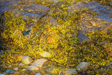 Seaweed and Rocks on the North Sea coastline June 2025