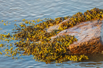 Seaweed and Rocks on the North Sea coastline June 2025