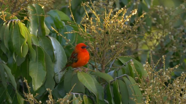 Fody bird of Mauritius perching on longan tree in flowering stage - unedited 4K HLG 