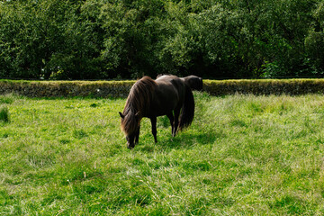 Black horse grazing in green field near Reykjavik, Iceland surrounded by nature