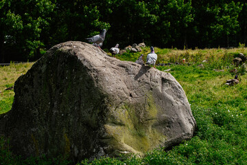 Pigeons perched on a large rock surrounded by greenery in Reykjavik, Iceland