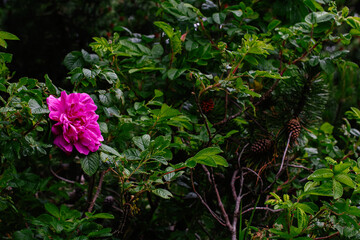 Obraz premium Bright pink rose surrounded by leaves and pine cones in Reykjavik, Iceland
