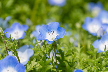 青いネモフィラの花が咲き誇る春の風景