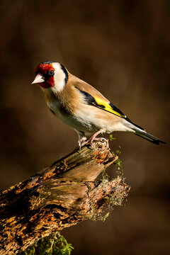 Picture of a Goldfinch Perching on The Branch, County Monaghan, Ireland