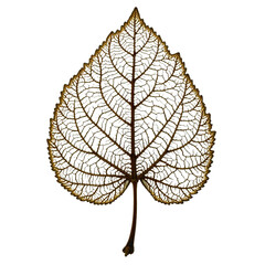 Leaf vein skeletonized dry isolated, Delicate natural object, Organic botanical detail, Fragile texture element, Nature design piece