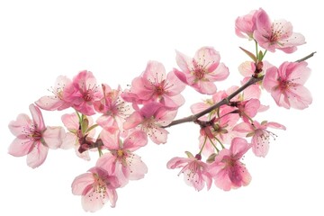 Pink cherry blossoms delicate flowers illustration.