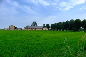 Poster Country landscape near Castello d Agogna, Pavia, Italy at June