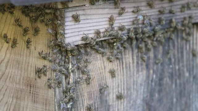 養蜂箱に群がるミツバチ