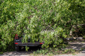 Hurricane Aftermath: Car Crushed by Uprooted Tree