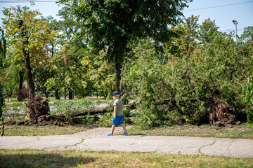 Child Observing Uprooted Tree After Storm