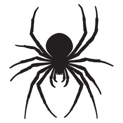 black spider isolated on white background