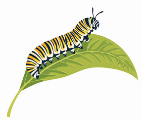 Realistic Vector of Monarch Caterpillar Crawling on Milkweed – Educational Biology Visual