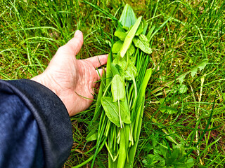 Gathering fresh greens in a natural setting during daylight hours in a lush green area