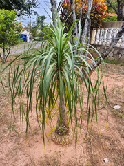 Obraz premium Elephant foot, Beaucarnea recurvata
