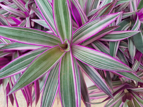 Tradescantia spathacea - Purple Pineapple