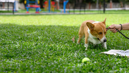 A Corgi dog standing on green grass, panting with joy while on a leash in a sunny park