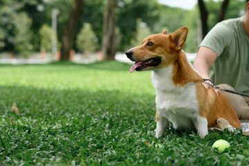 Close-up of a Cheerful corgi with tongue out, enjoying time outdoors with owner