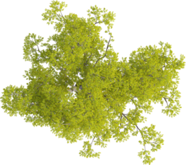 Top view of Hackberry Tree - Celtis Sinensis